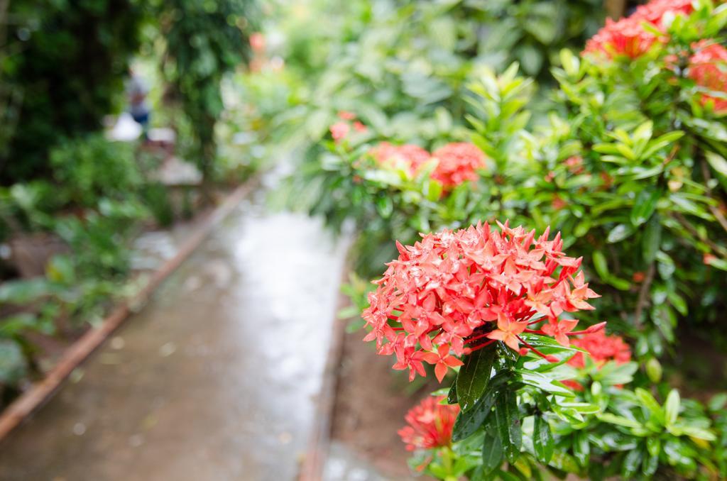 Sea Garden Hostels Haad Rin Exterior photo